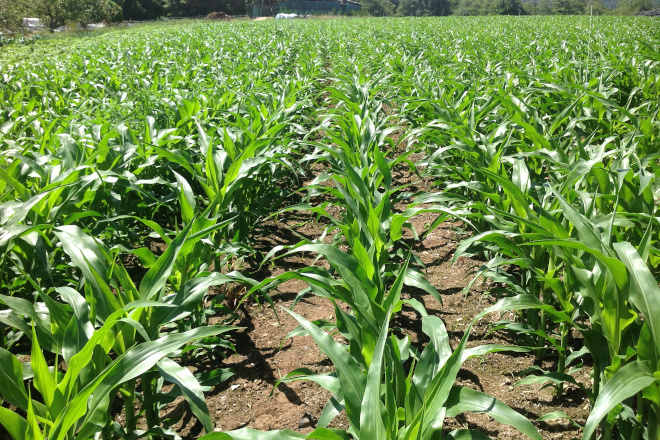 Coragen® 20SC: O insecticida líder na protección do millo e da pataca