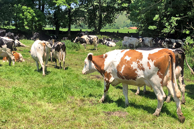 EL ANDRAL (Cantabria) vacas Procross