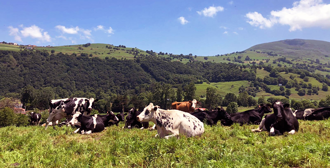 EL ANDRAL (Cantabria) vacas benestar animal 2