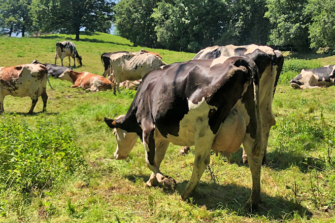 EL ANDRAL (Cantabria) vacas pastoreo