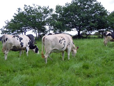 Río lanza o seu novo leite fresco pasteurizado de pastoreo 100% galego