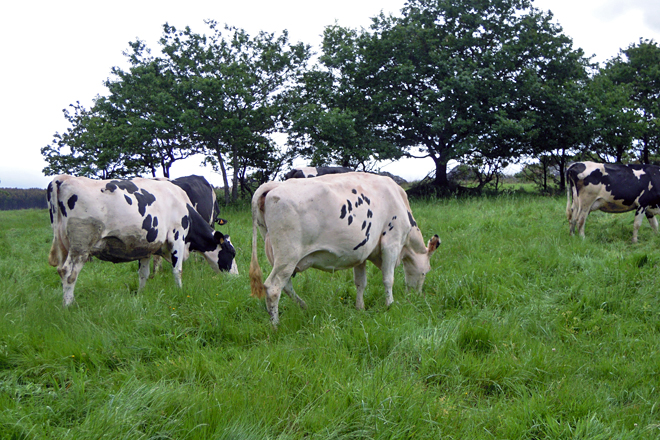 Vacas pastando en una de las 35 ganaderías de las que sale nueva leche de pastoreo de Río de Galicia