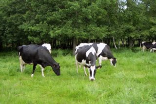 Curso sobre xestión dos custes de produción nas ganderías de vacún de leite