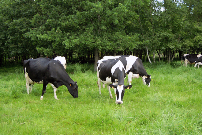 Curso sobre gestión de los costes de producción en las ganaderías de vacuno de leche