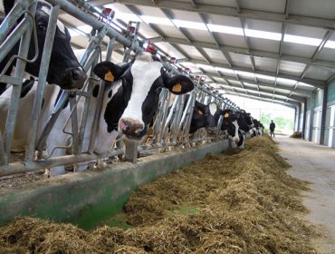 Medir e reducir as emisións, os novos horizontes da gandería de vacún de leite
