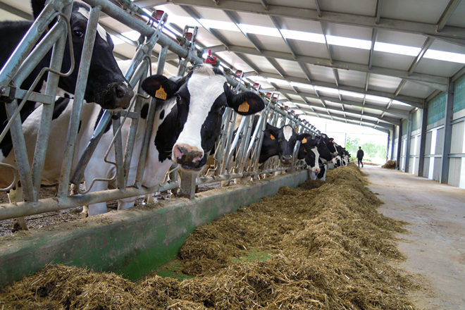 La subida del precio de la leche en el campo cubre sólo un tercio del aumento de costes