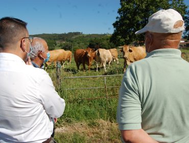 A Xunta quere seleccionar vacas rubia galega cunha maior aptitude leiteira