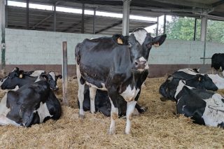 Cae un 1,3% interanual o censo de vacas de leite e un 2,3% o de xovencas en España