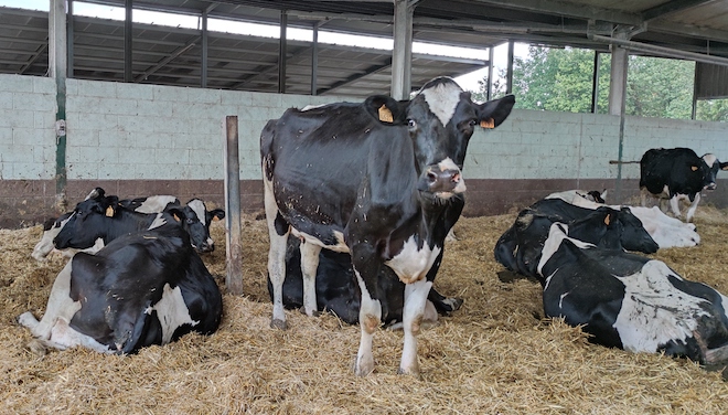  Las novillas y las vacas secas las tienen en cama caliente para un mayor confort de los animales. 