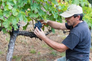 Os viños da ribeira do Navia avanzan un chanzo máis no seu recoñecemento oficial