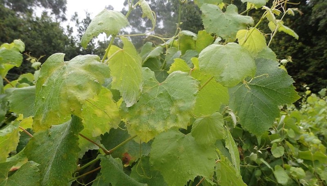 Areeiro recomenda vixiar as viñas para frear posibles focos incontrolados de mildio