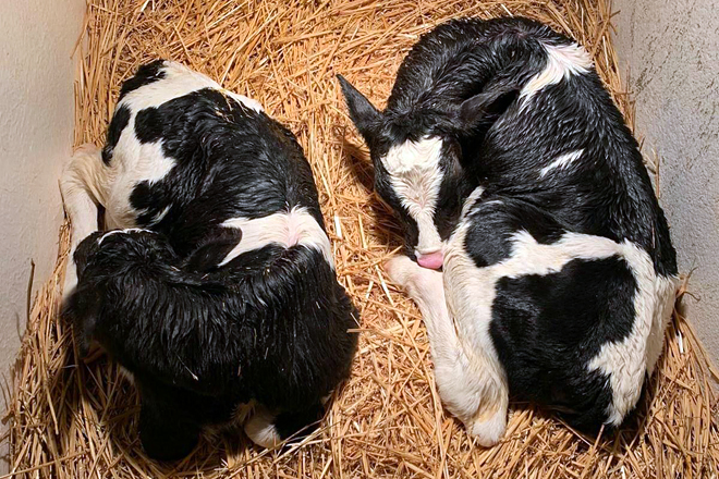 Dos terneras nacidas fruto de un embrión implantado y dividido dentro de la vaca receptora