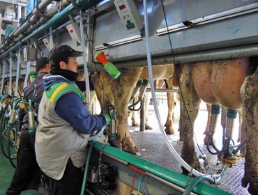 O Goberno dará 169 millóns de euros en axudas directas ás gandarías de leite