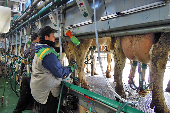 O Goberno dará 169 millóns de euros en axudas directas ás gandarías de leite