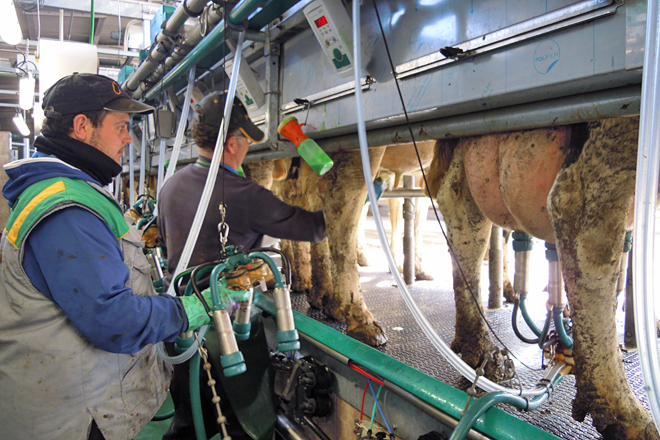 Claves para formar y motivar a las personas contratadas en ganaderías de vacuno de leche