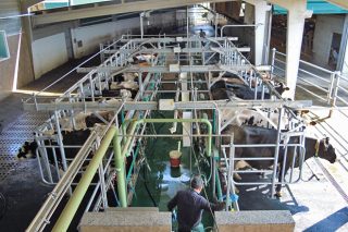 Consellos para mellorar o tempo que esperan as vacas no muxido