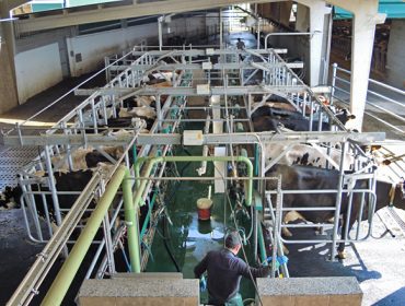 Consellos para mellorar o tempo que esperan as vacas no muxido
