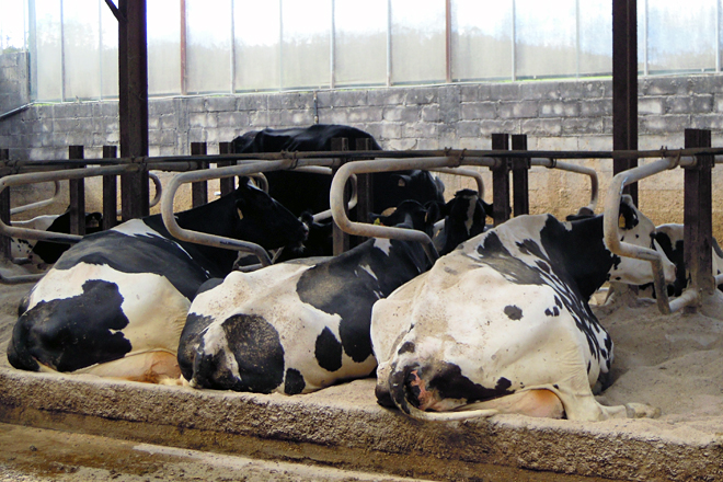 GANDERIA CID (Barreiros) vacas producion camas carbonato e serrin