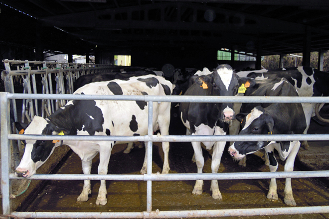 GANDERIA CID (Barreiros) vacas producion