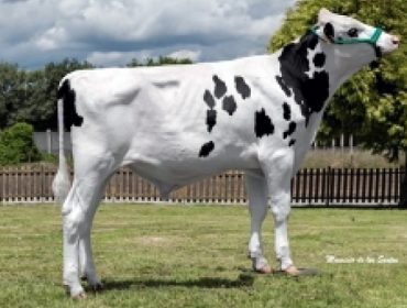 Listaxe actualizada dos mellores touros Holstein: Probas de CONAFE de xuño