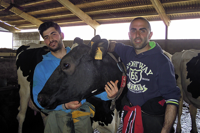 David e Diego, cunha das súas vacas en Bandomil (Taboada)