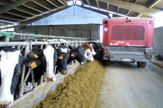 Así lles está afectando a suba do penso ás granxas de vacún de leite: “O peor está por chegar”