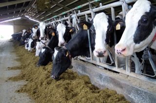 O Goberno anuncia que regulará os contratos do leite no campo para evitar prezos por baixo dos custos