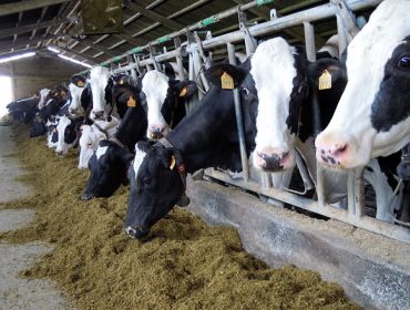 O prezo do leite situouse en Galicia en febreiro en 36,6 céntimos