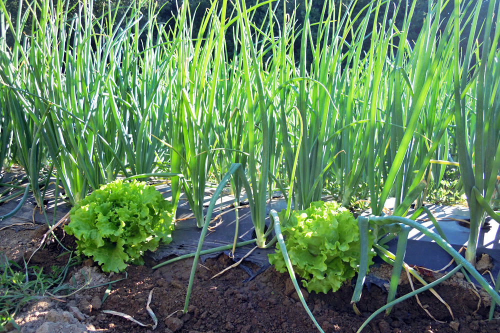 Cultivo asociado de cebola e leituga. Para evitar que saian herbas usan plástico vexetal compostable