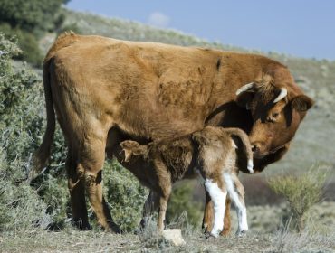 De Heus lanza un novo programa nutricional para optimizar o ciclo reprodutivo das vacas nutrices