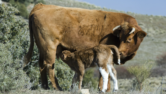 De Heus lanza un nuevo programa nutricional para optimizar el ciclo reproductivo de las vacas nodrizas
