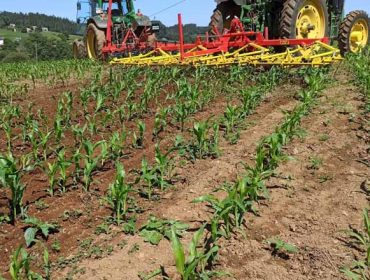 Xornada en Boimorto sobre control de malas herbas no millo en ecolóxico