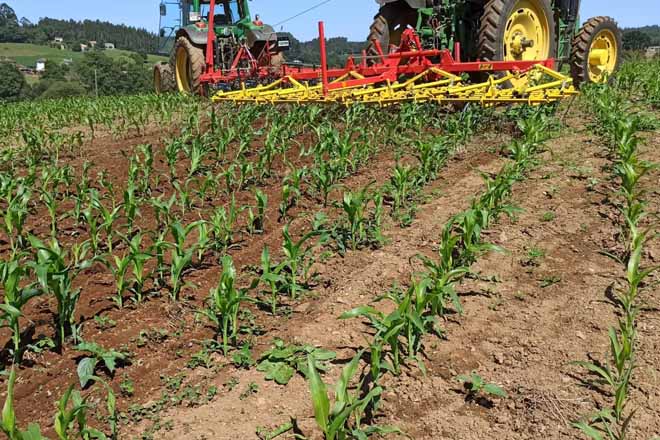 Jornada en Boimorto sobre control de malas hierbas en el maíz en ecológico
