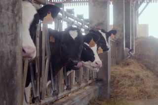 Como combinar o desenvolvemento das granxas de leite cunha maior sustentabilidade ecolóxica?