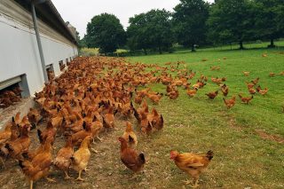 Xornadas de formación en Sarria e Castro de Rei sobre bioseguridade nas granxas avícolas