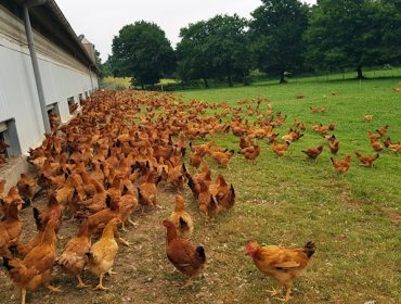 Xornadas de formación en Sarria e Castro de Rei sobre bioseguridade nas granxas avícolas