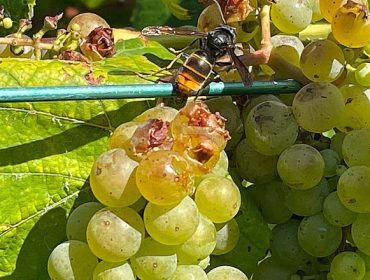 Comezan os primeiros danos da vespa velutina nos viñedos de Pontevedra