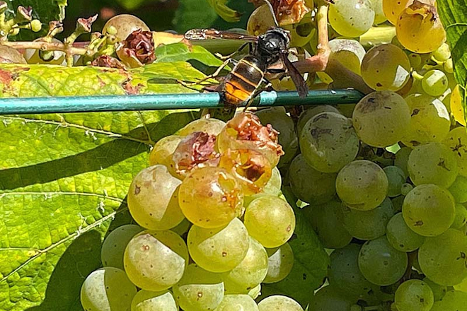 Comezan os primeiros danos da vespa velutina nos viñedos de Pontevedra