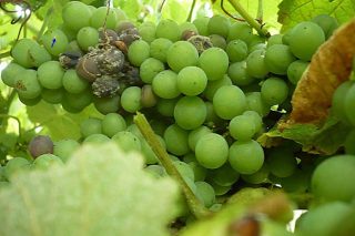 Recomendacións para o coidado da viña durante esta semana