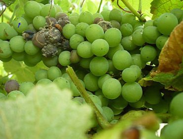 Recomendacións para o coidado da viña durante esta semana