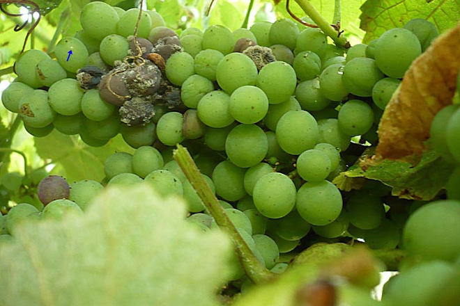 Recomendaciones para el cuidado de la viña durante esta semana