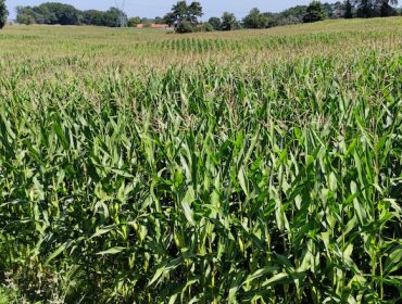 Xornada sobre as variedades comerciais de millo forraxeiro en Galicia