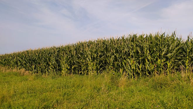 Campaña de ensilado do millo 2021: Agárdanse boas producións, superiores ás de anos pasados