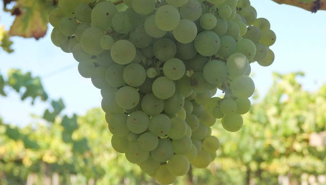 Aconsellan manter vixiadas as viñas ante danos de mildio e botrite