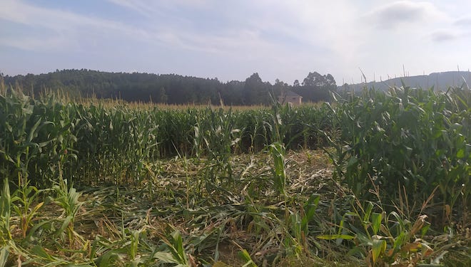 destrozos millo xabaril norte Lugo Clun Irmandinos