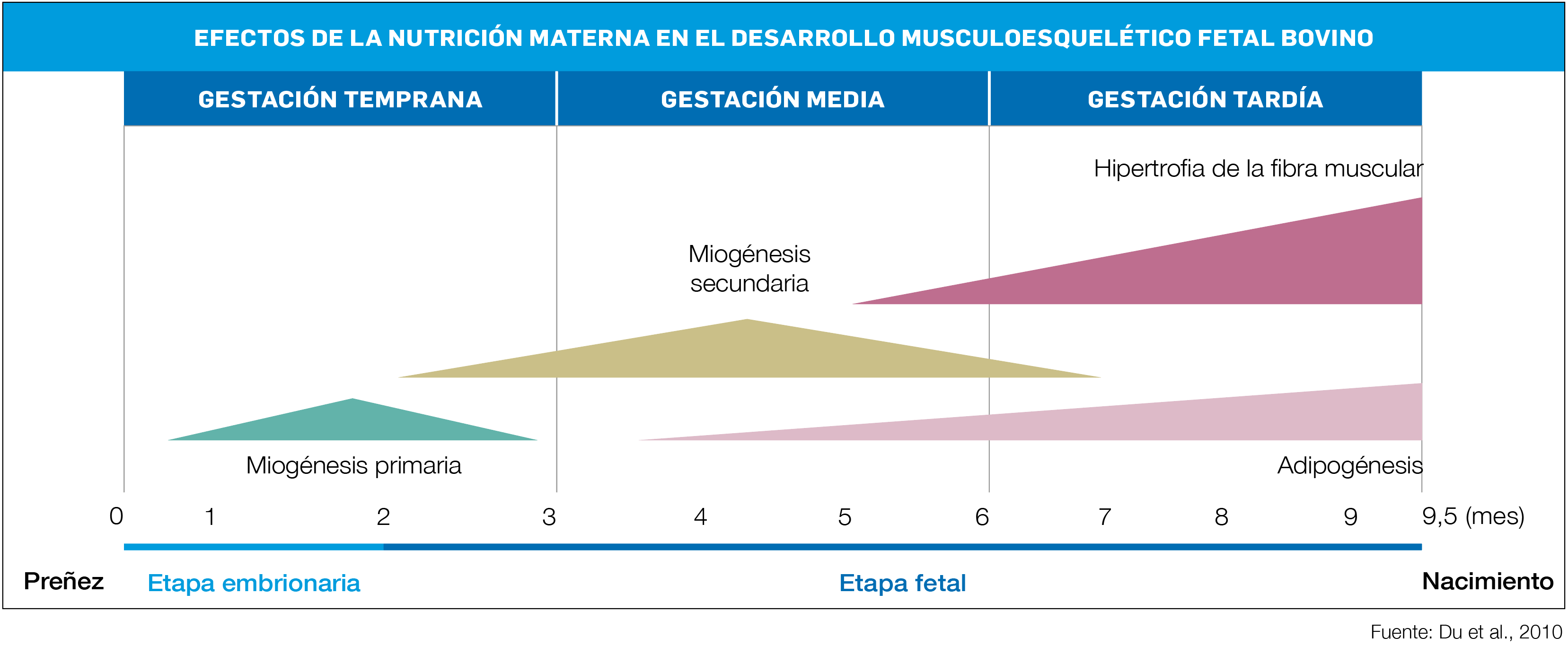 gráfico 1 CG EFECTOS DE LA NUTRICIÓN MATERNA EN EL DESARROLLO DE HEUS