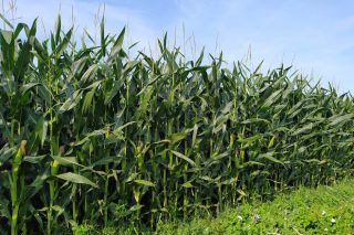 Campaña de ensilado do millo 2021: Agárdanse boas producións, superiores ás de anos pasados