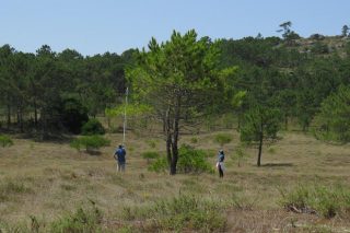 Unha investigación estuda a resistencia á seca de piñeiros galegos