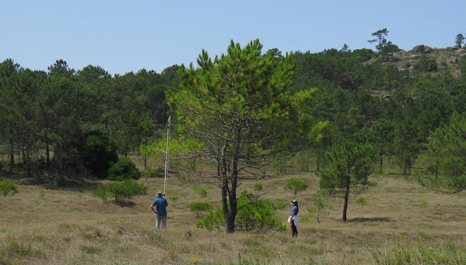 Unha investigación estuda a resistencia á seca de piñeiros galegos
