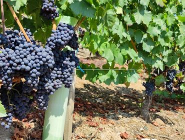 Unións Agrarias pide un plan especial para os viños tintos, con problemas de mercado